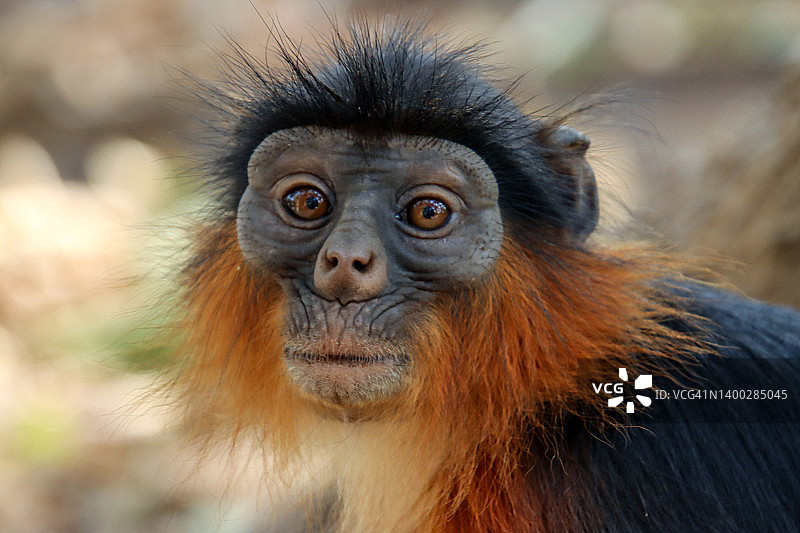 冈比亚比吉洛森林公园里的红疣猴图片素材