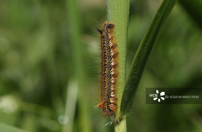 一只饮水蛾毛虫，Euthrix potatoria，栖息在沼泽中的一片草叶上图片素材