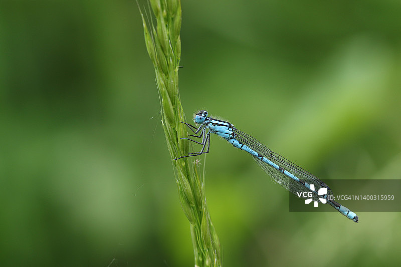 一只普通的蓝色豆娘，Enallagma cyathigerum，歇在一片草叶上。图片素材