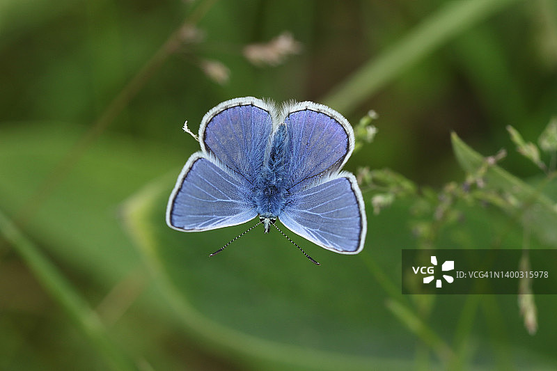 一只美丽的雄性普通蓝蝴蝶栖息在草地植物上图片素材