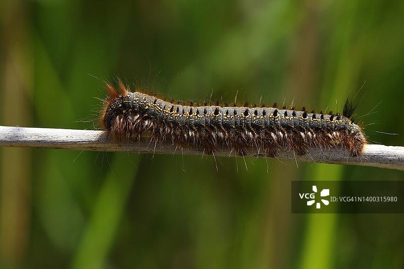 沼泽地植物茎上的饮者蛾毛虫图片素材