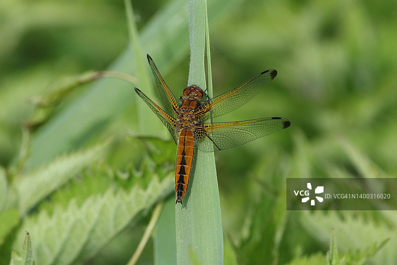 黄蜻停栖在河边植物上图片素材