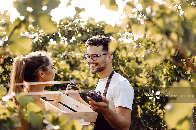 快乐的农场主夫妇在葡萄园采摘葡萄图片素材