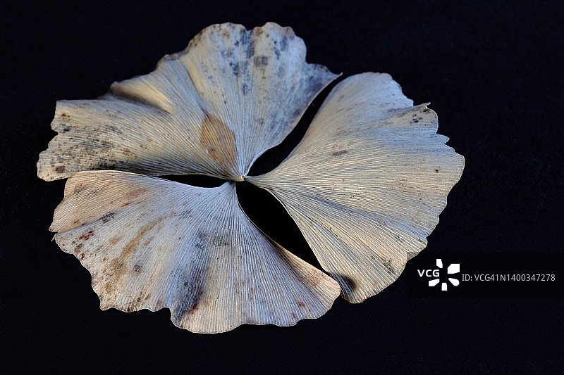 特写黑色背景的落叶图片素材