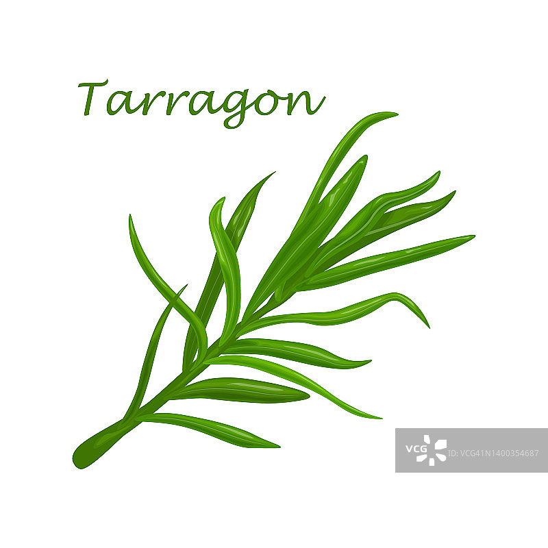 龙蒿：烹饪用香料植物，药草，矢量插画图片素材