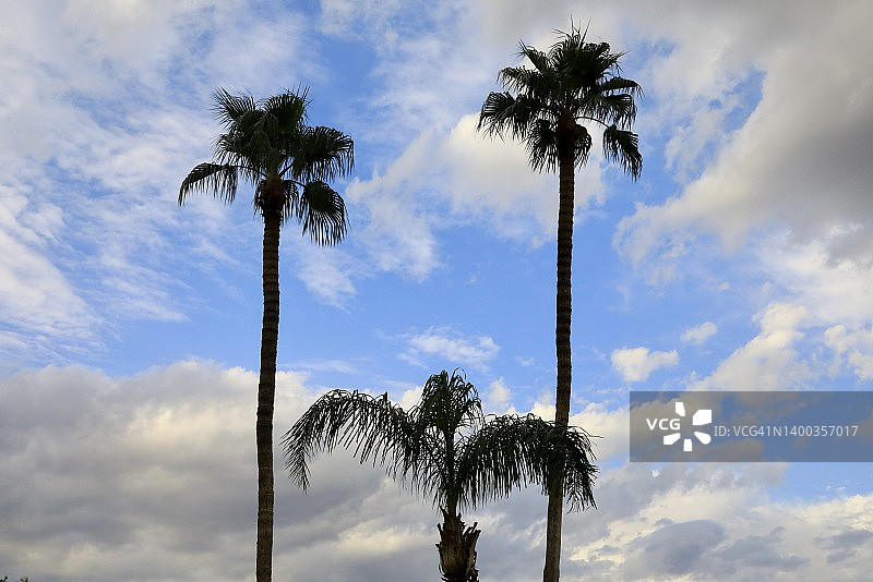 温暖天空下的高棕榈树图片素材
