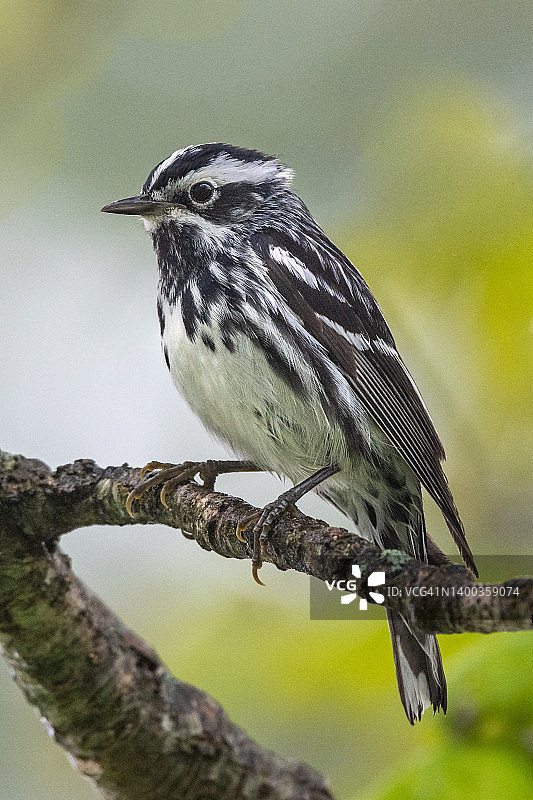 蓝岭公园道的黑白风格莺图片素材