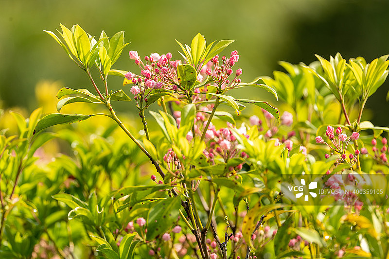 蓝色山脊公园路旁的粉色山月桂图片素材
