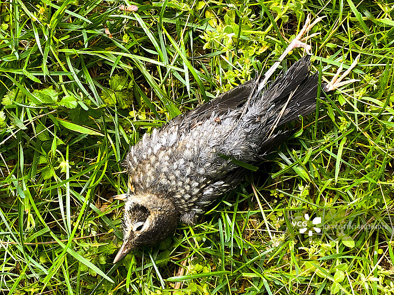 濒临险境：从池塘中救出的幼鸟图片素材