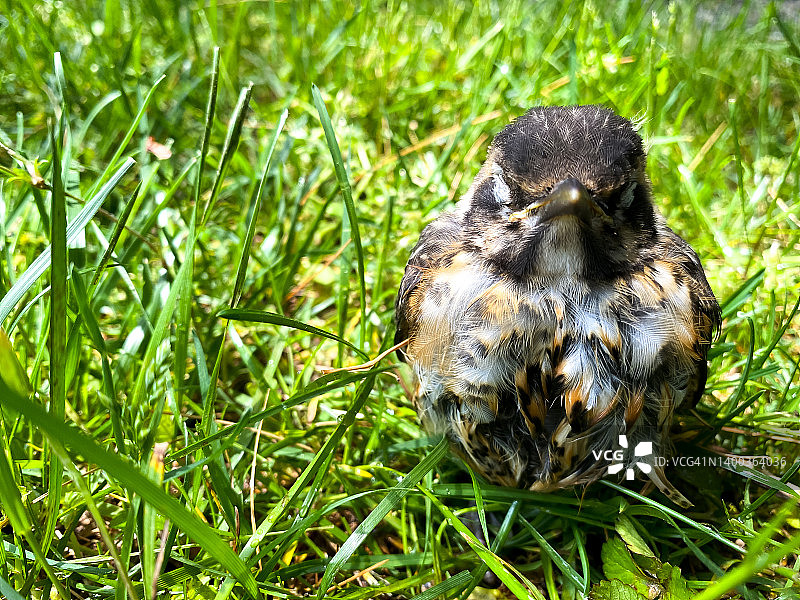 康复中：从家庭池塘中救出的幼鸟图片素材