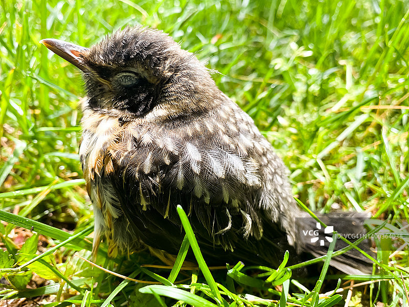 康复中：从家庭池塘中救出的幼鸟图片素材