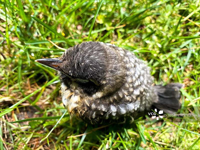 一切都好起来了：从家庭池塘里拉出的小鸟图片素材