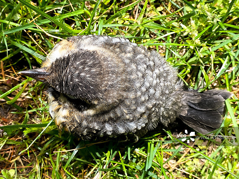 康复中：从家庭池塘中救出的幼鸟图片素材