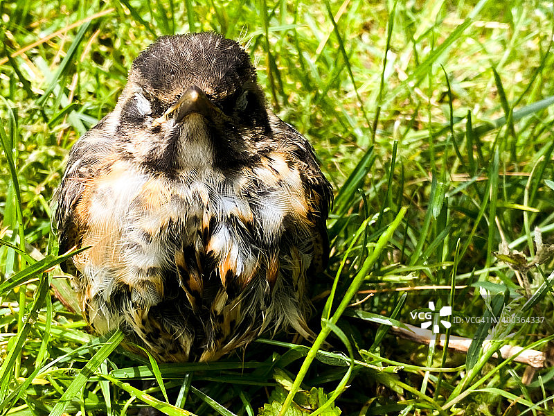 一切都好起来了：从家庭池塘里拉出的小鸟图片素材