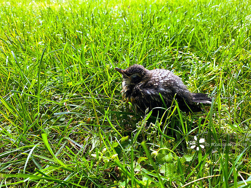 一切都好起来了：从家庭池塘里拉出的小鸟图片素材