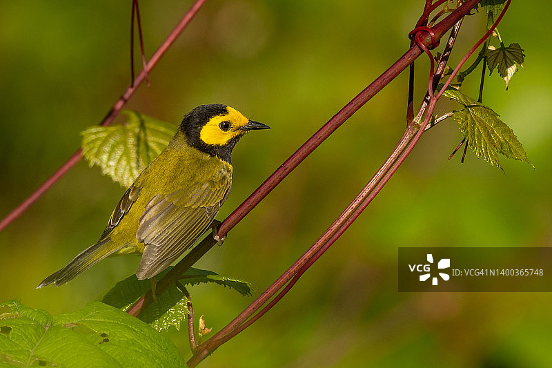 蓝色山脊公园上的黑黄头罩莺图片素材
