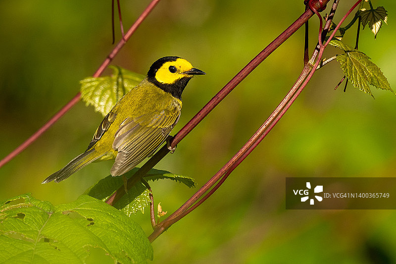 蓝色山脊公园上的黑黄头罩莺图片素材