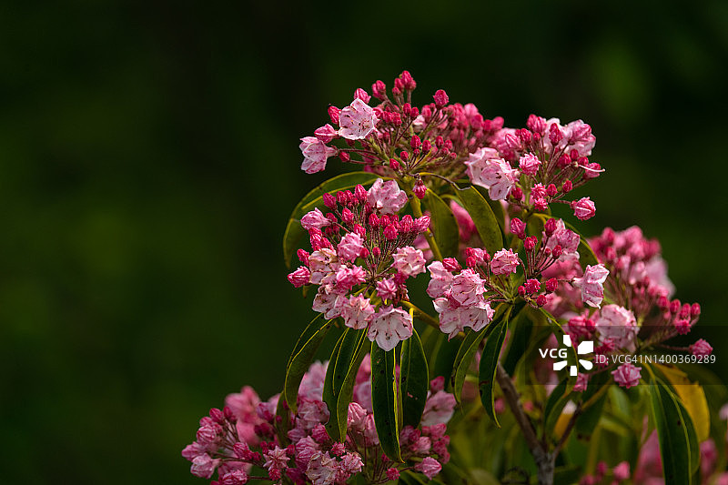 蓝色山脊公园路旁的粉色山月桂图片素材