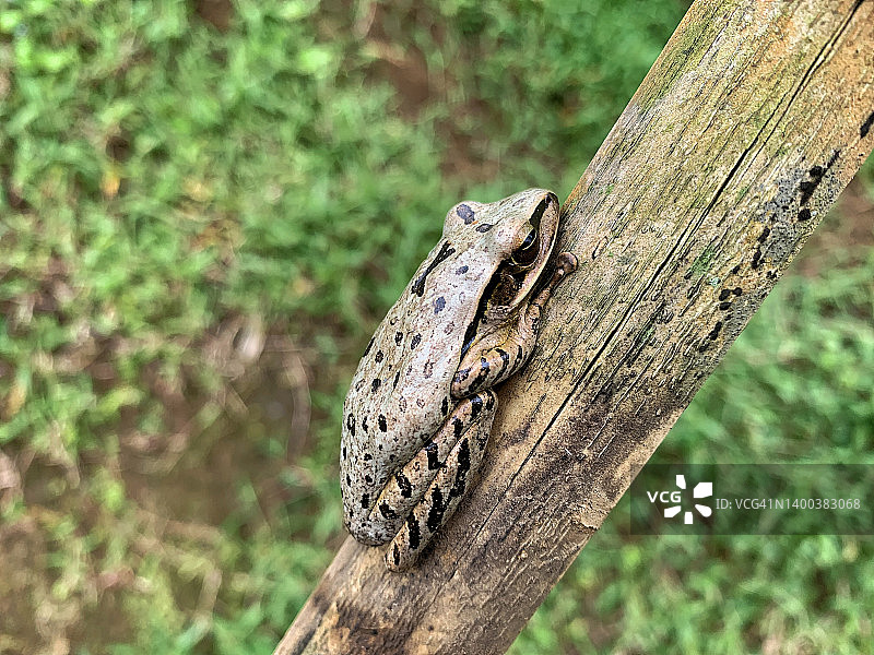 蛙的特写镜头图片素材
