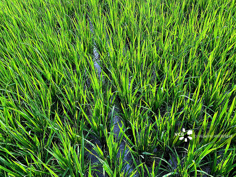 稻田全画幅照片图片素材