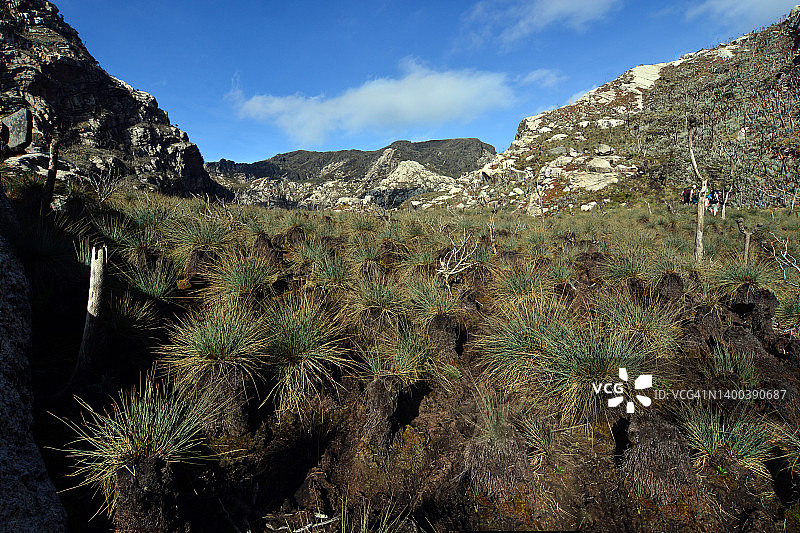 非洲高山泥炭沼泽中的草丛图片素材