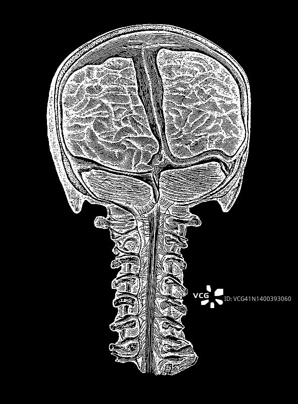 雕刻版画：人体神经，神经系统图片素材