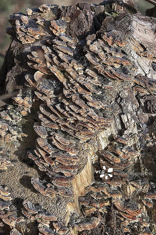 德国巴伐利亚州朽木上的蝴蝶云芝图片素材