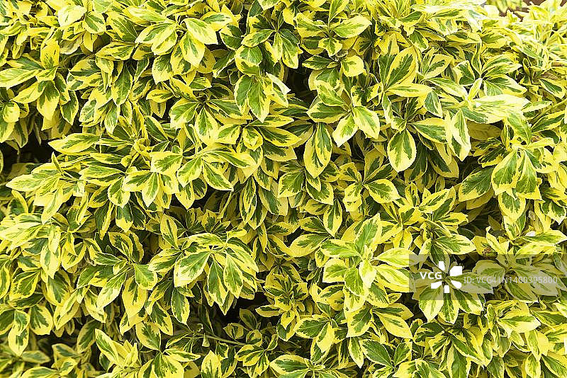 德国巴伐利亚椭圆叶女贞的叶子图片素材