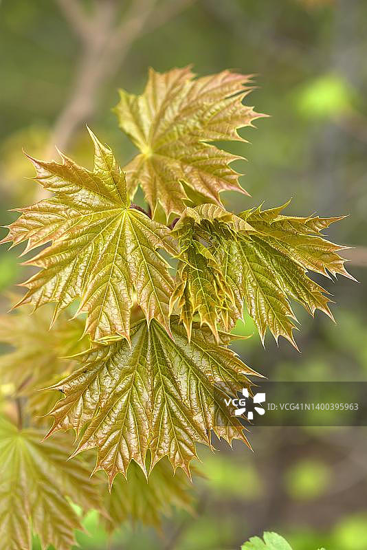 德国巴伐利亚挪威枫树的嫩叶图片素材