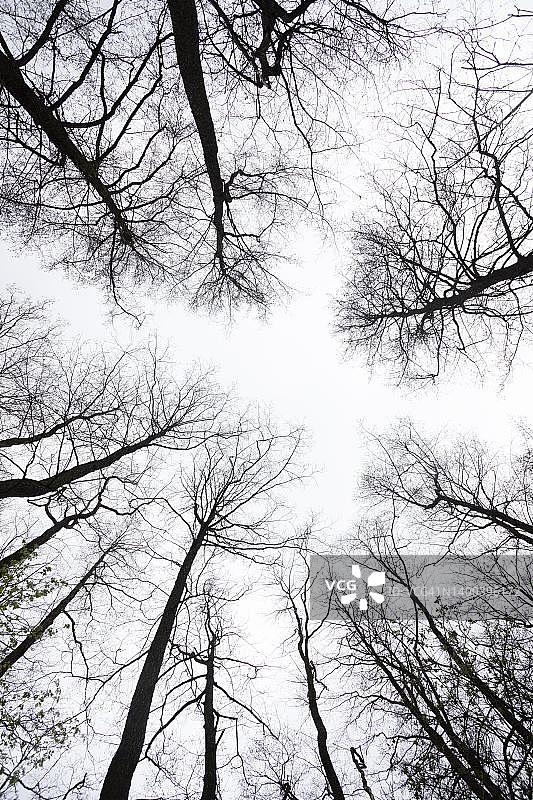 捷克波西米亚南部Predni Vyton的秋季景观树木图片素材