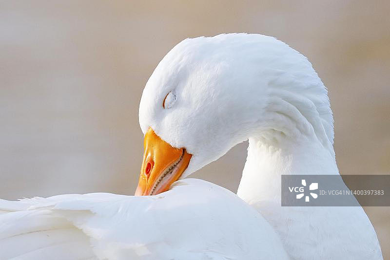 家养鹅在拉恩河畔梳理羽毛，德国图片素材