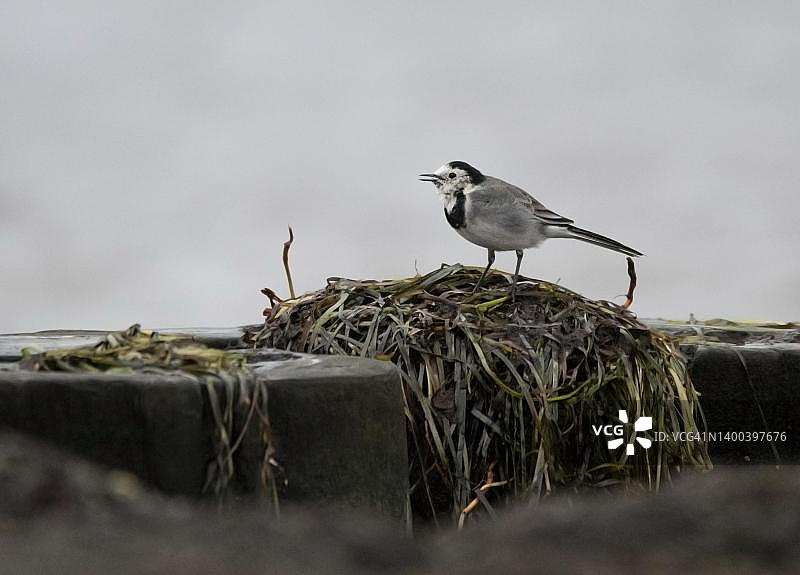 在德国梅克伦堡-西波美拉尼亚州达尔斯岛的漂浮物中觅食的鹊鸲（白鹡鸰）图片素材