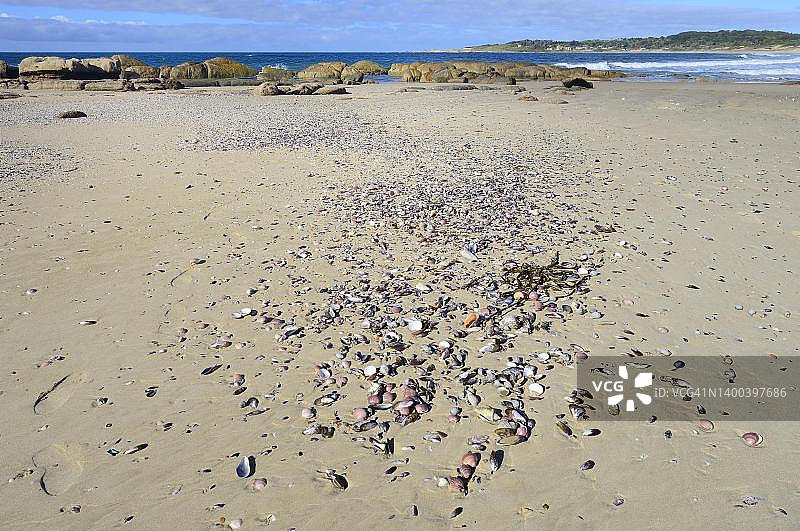 乌拉圭罗恰省科罗尼拉海滩上的贝壳图片素材