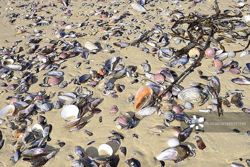 乌拉圭罗恰省科罗尼拉海滩上的贝壳图片素材