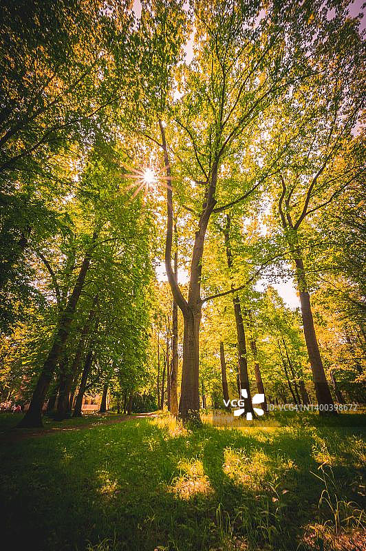 汉诺威林登冯-阿尔滕-加滕公园：周日中午阳光穿过落叶树树冠图片素材
