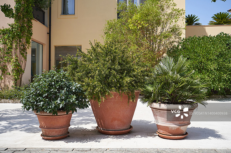 用于园林景观的盆栽灌木图片素材