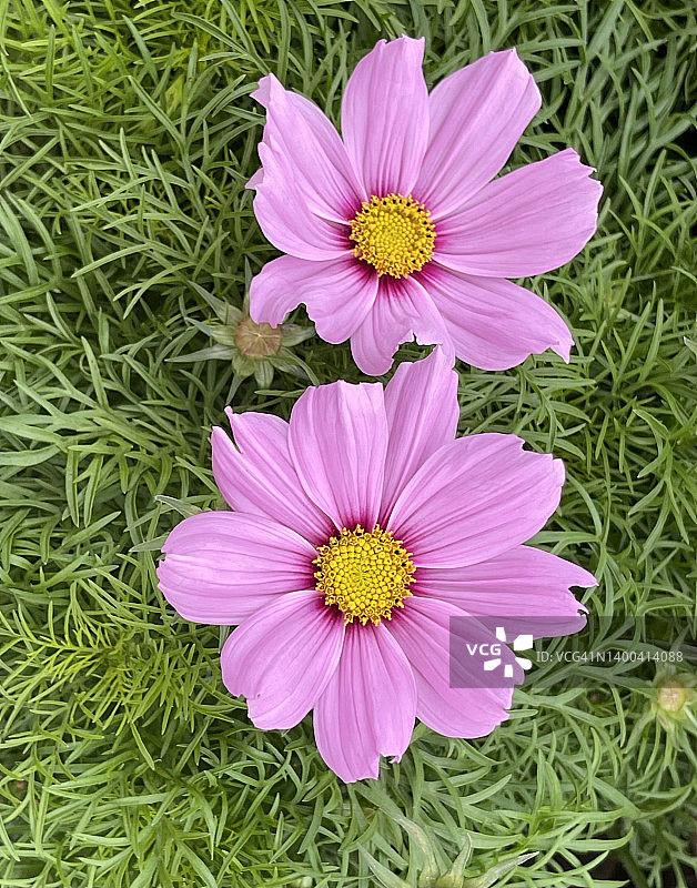 盛开的粉色花园波斯菊植物特写图片素材