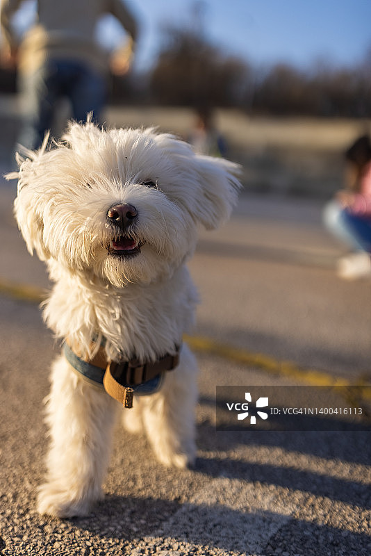 奔跑并看着镜头的马尔济斯犬图片素材