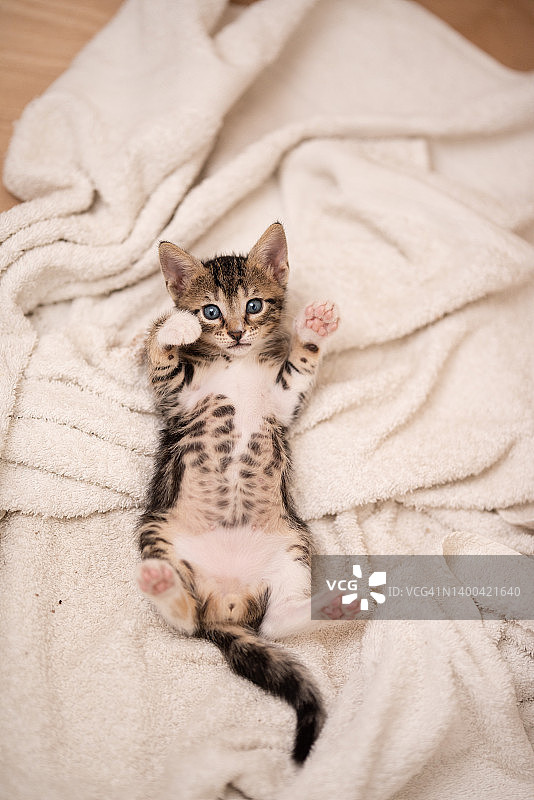 仰面躺着，直视相机的小猫图片素材