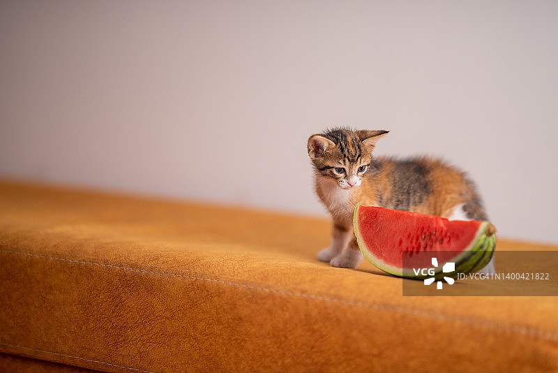 西瓜旁边的虎斑小猫图片素材