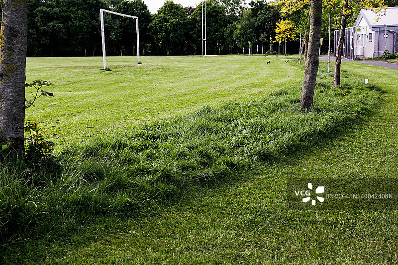 任其生长的草图片素材