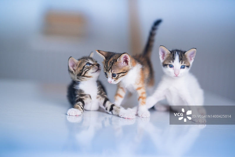 白色光面桌上的三只虎斑小猫图片素材