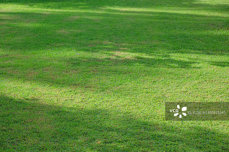 绿色田野或绿色草地背景图片素材