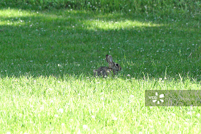 东方棉尾兔图片素材