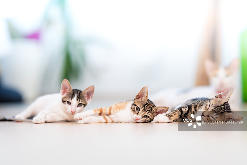 三只疲惫的小猫在明亮的白色背景上睡觉的肖像图片素材