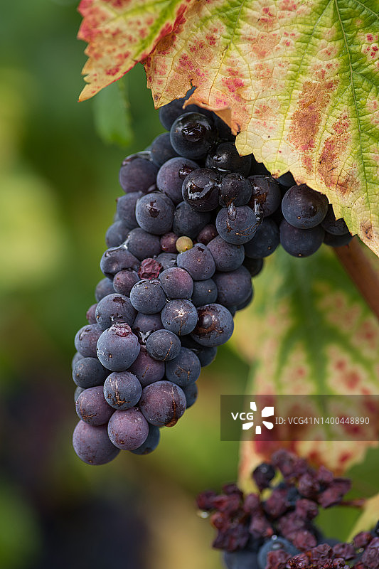 香槟酿造用红葡萄品种之一：莫尼耶皮诺图片素材