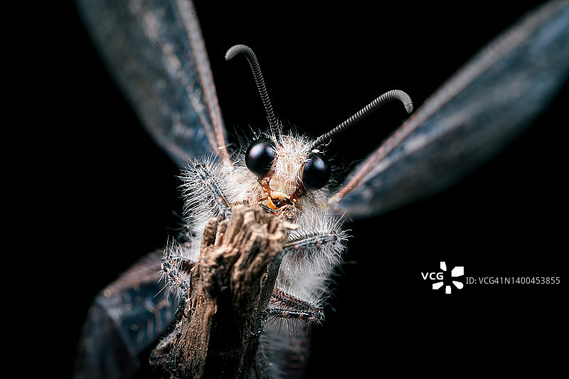 蚁蛉微距摄影，昆虫野生动物细节照片图片素材