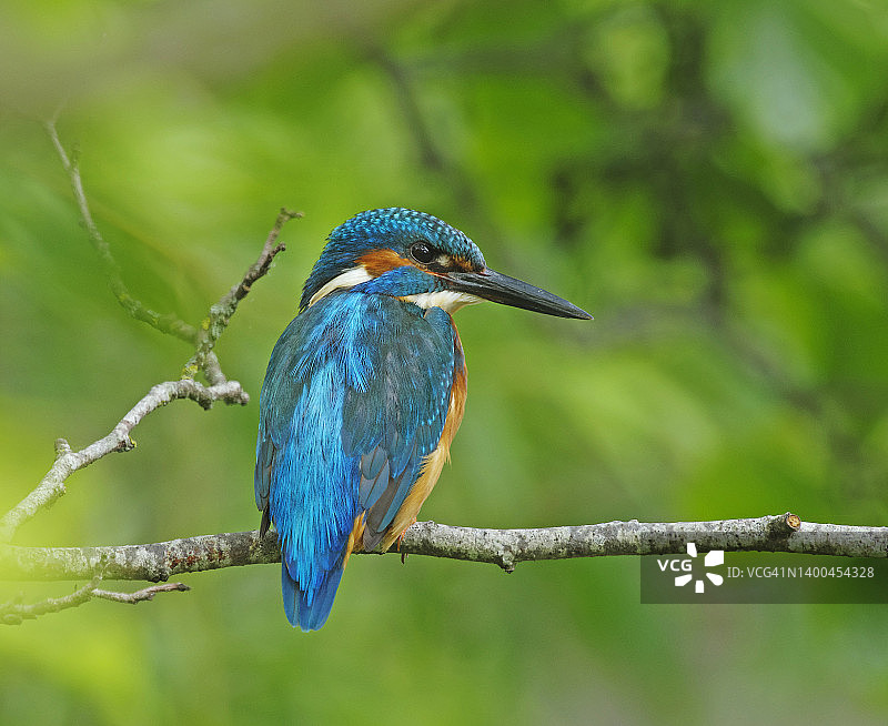 翠鸟(普通)图片素材