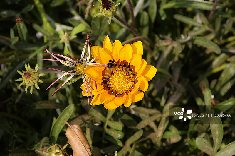 盛开的非洲雏菊图片素材