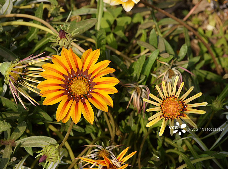非洲雏菊花图片素材